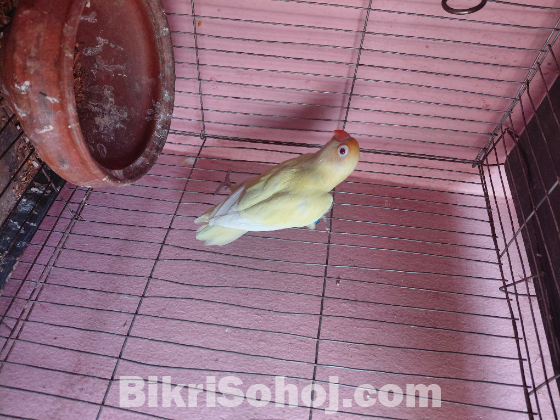 Red eye cremeno Male